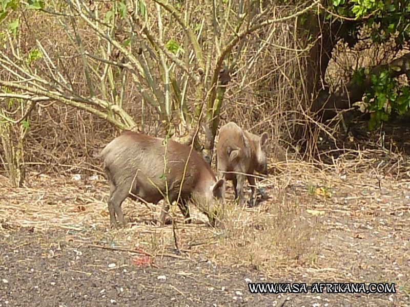 Photos de l'archipel Bijagos Guine Bissau : Faune locale - Cochon semi sauvage