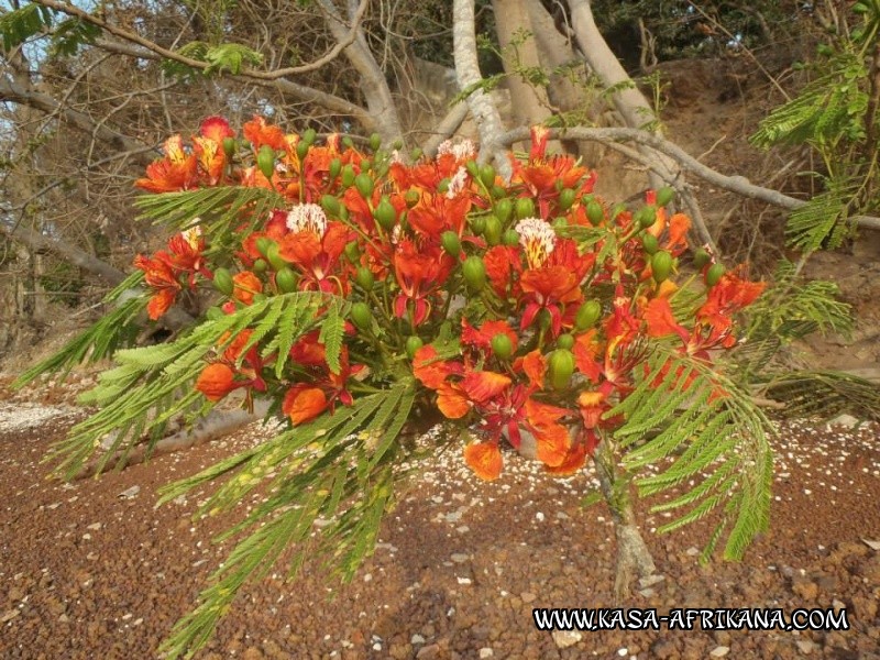 Photos de l'archipel Bijagos Guine Bissau : Jardin de l'hotel - fleurs sauvages