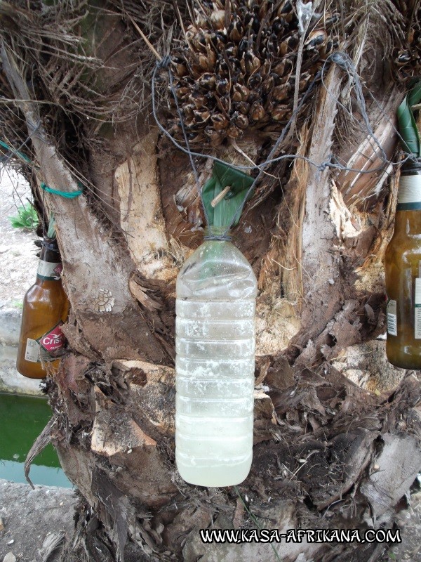 Photos de l'archipel Bijagos Guine Bissau : Peuple Bijagos - Rcolte vin de palme