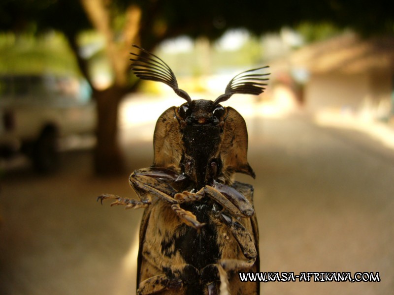 Photos de l'archipel Bijagos Guine Bissau : Faune locale - Alien, le retour !