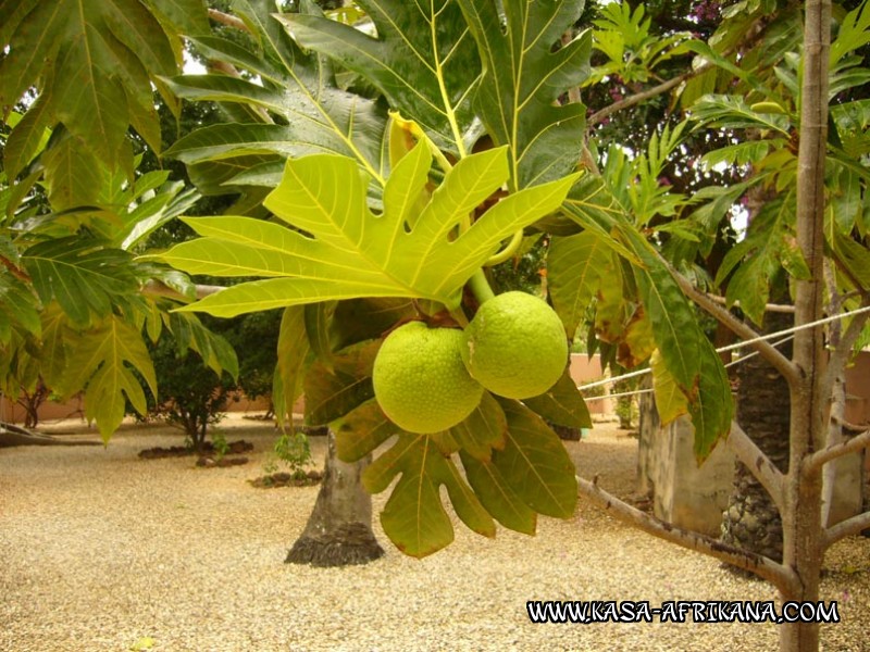Photos de l'archipel Bijagos Guine Bissau : Jardin de l'hotel - Fruit de l'arbre  pain