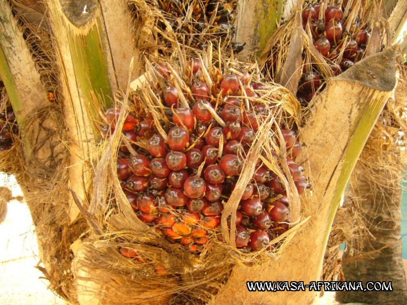 Photos de l'archipel Bijagos Guine Bissau : Jardin de l'hotel - Fruit du palmier  huile