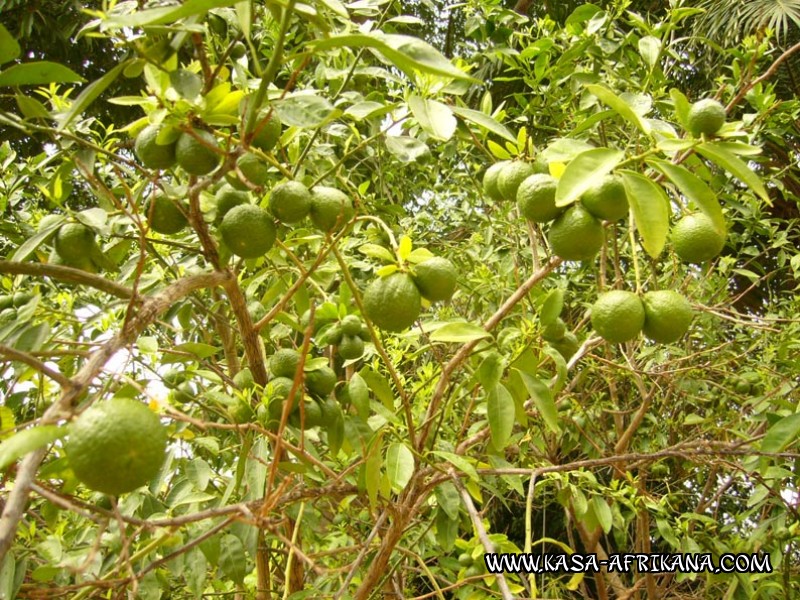 Photos de l'archipel Bijagos Guine Bissau : Jardin de l'hotel - Mandarines du jardin