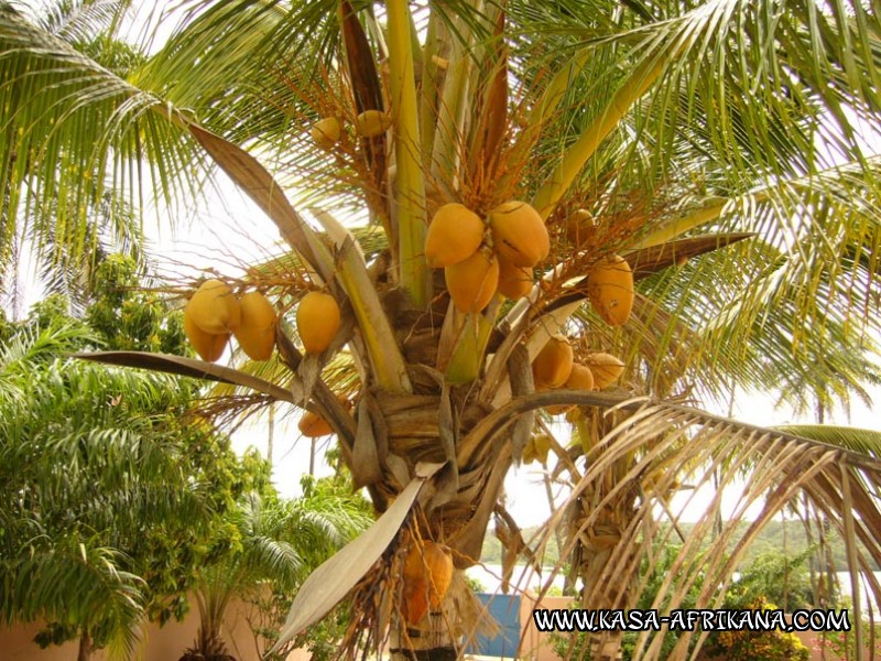 Photos de l'archipel Bijagos Guine Bissau : Jardin de l'hotel - Noix de coco
