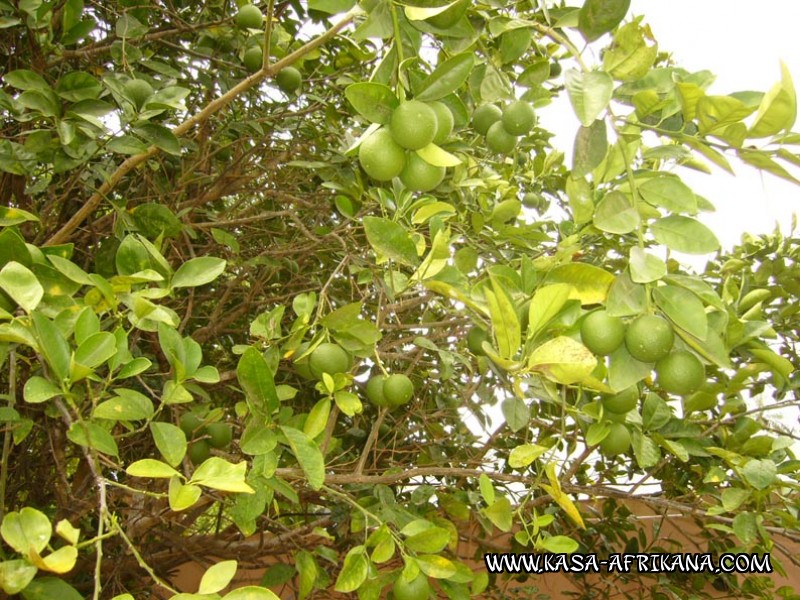 Photos de l'archipel Bijagos Guine Bissau : Jardin de l'hotel - Oranges du jardin