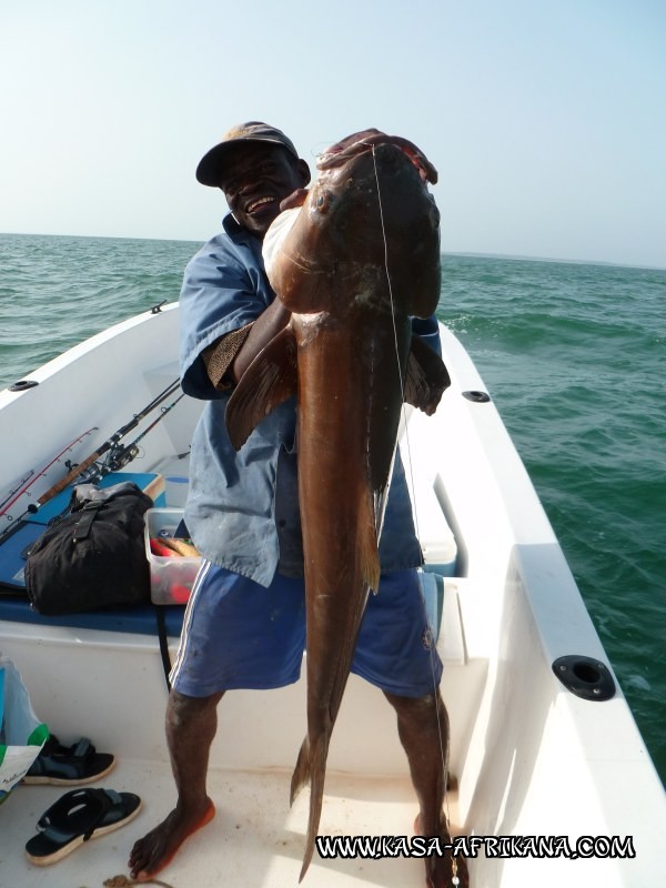 Photos Bijagos Island, Guinea Bissau : Our best catches - Cobia