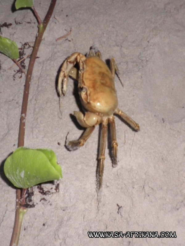 Photos de l'archipel Bijagos Guine Bissau : Faune locale - crabe de mangrove