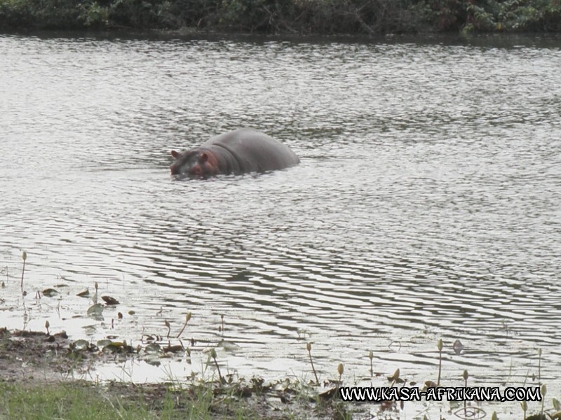 Photos de l'archipel Bijagos Guine Bissau : Faune locale - hippopotame marin