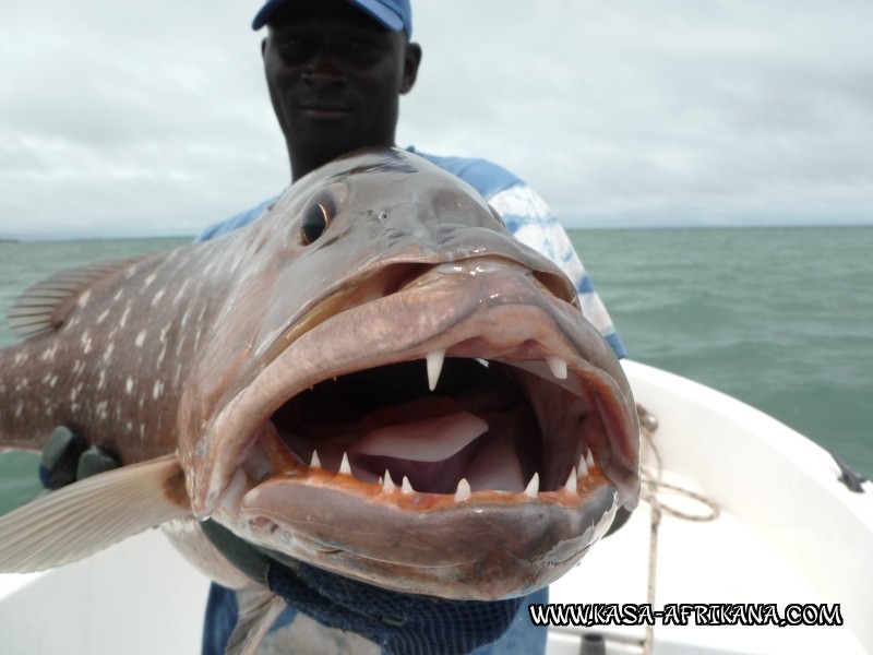 Photos Bijagos Island, Guinea Bissau : Fishes in the archipelago - 