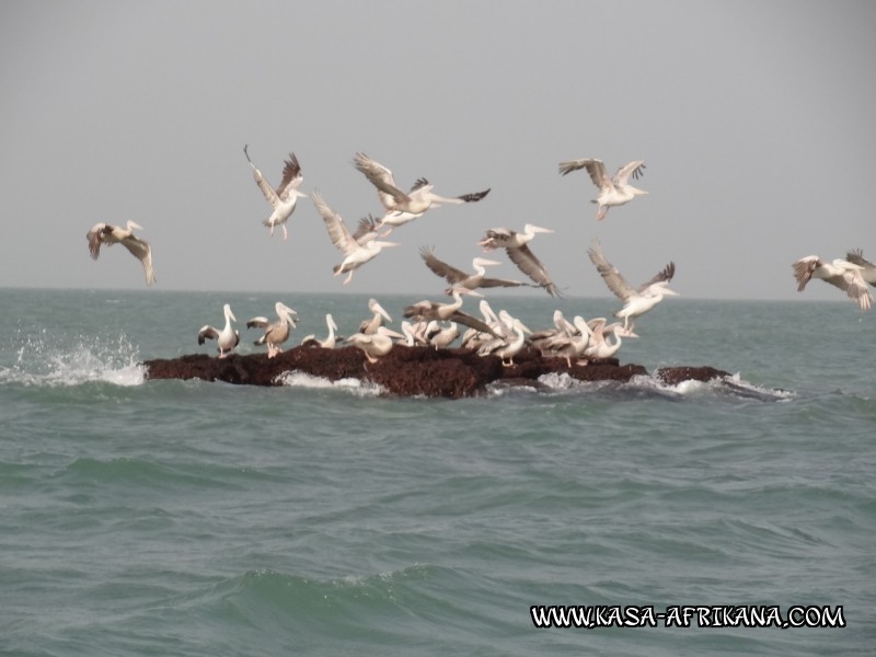Photos de l'archipel Bijagos Guine Bissau : Faune locale - Plicans