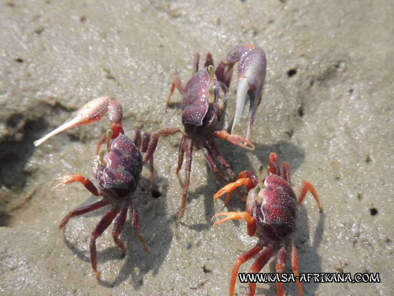 Photos de l'archipel Bijagos Guine Bissau : Faune locale - Crabe violoniste