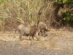 Photos de l'archipel des Bijagos en Guine Bissau : Cochon semi sauvage