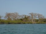 Photos de l'archipel des Bijagos en Guine Bissau : Baobabs  plicans