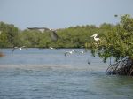 Photos de l'archipel des Bijagos en Guine Bissau : Plicans