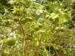 Photos de l'archipel des Bijagos en Guine Bissau : Mandarines du jardin
