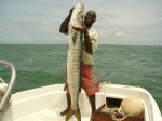 Photos de l'archipel des Bijagos en Guine Bissau : Barracuda portion