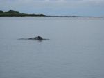 Photos de l'archipel des Bijagos en Guine Bissau : Dauphins