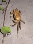 Photos de l'archipel des Bijagos en Guine Bissau : crabe de mangrove