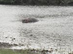 Photos de l'archipel des Bijagos en Guine Bissau : hippopotame marin