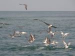 Photos de l'archipel des Bijagos en Guine Bissau : oiseaux sur carangues