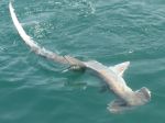 Photos de l'archipel des Bijagos en Guine Bissau : Requin marteau
