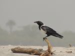 Photos de l'archipel des Bijagos en Guine Bissau : Corbeau pie