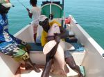 Photos de l'archipel des Bijagos en Guine Bissau : Combat ultime