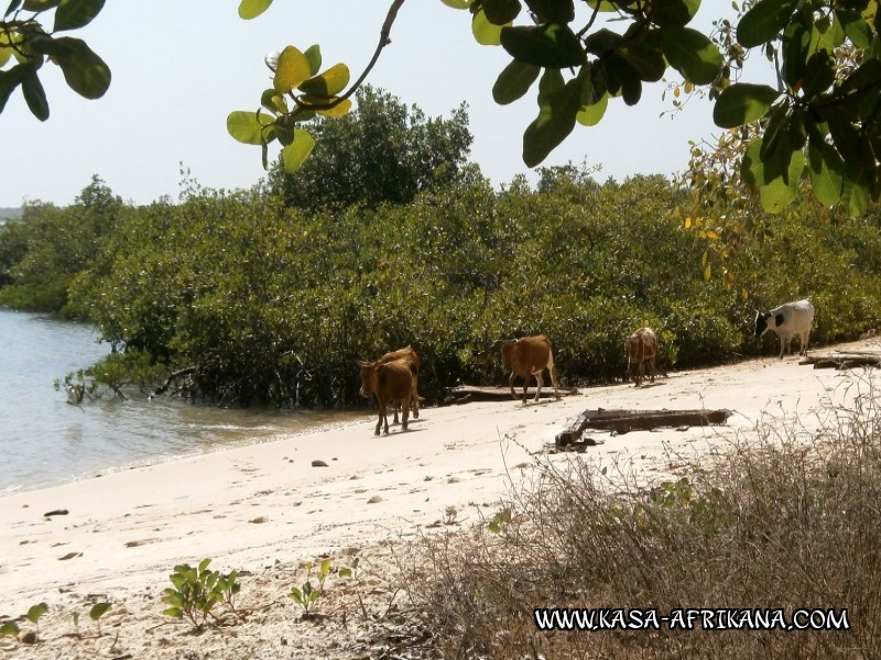 Photos de l'archipel Bijagos Guinée Bissau : Paysages - Beach cowing