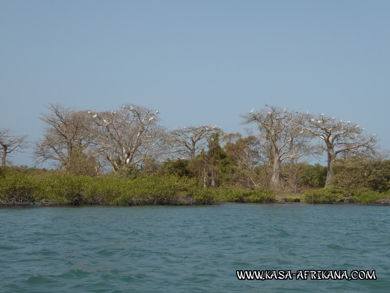 Photos de l'archipel Bijagos Guinée Bissau : Paysages - Baobabs à pélicans