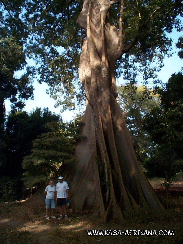 Photos Bijagos Island, Guinea Bissau : Landscape - Kapok tree
