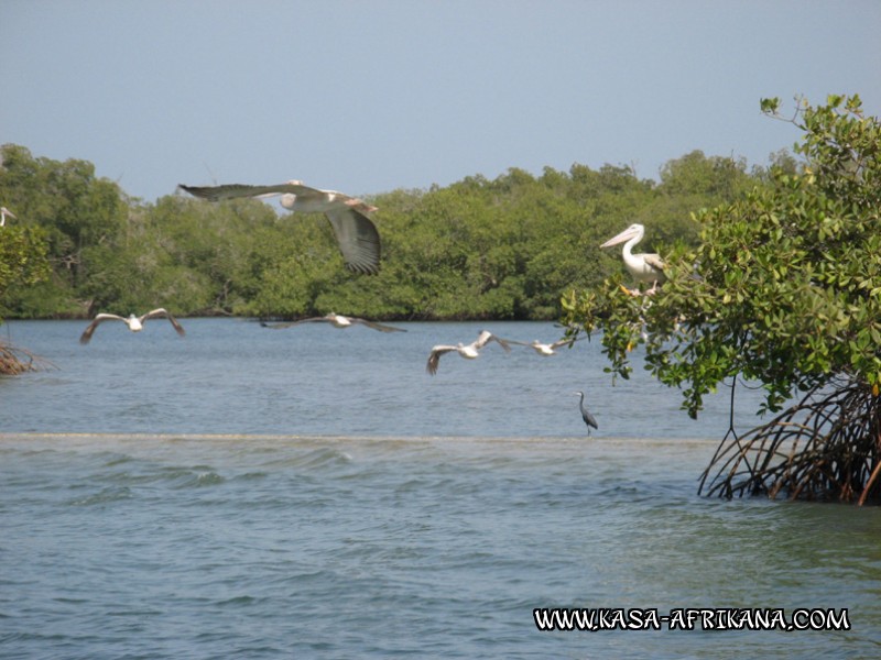 Photos de l'archipel Bijagos Guinée Bissau : Faune locale - Pélicans