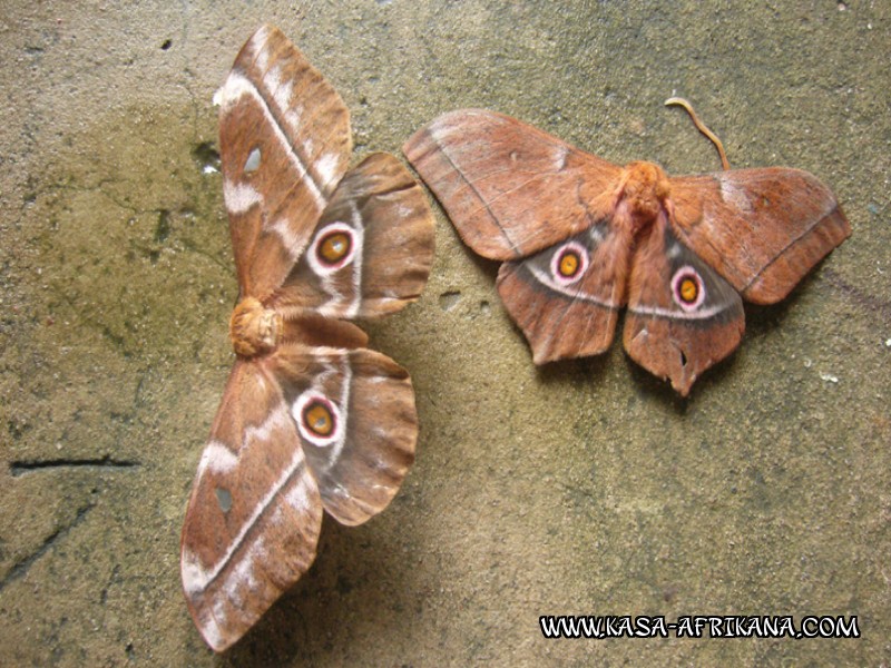 Photos Bijagos Island, Guinea Bissau : Local wildlife - Butterfly