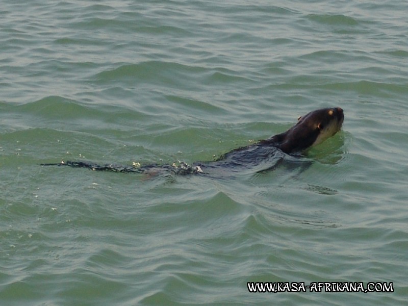Photos Bijagos Island, Guinea Bissau : Local wildlife - Otter