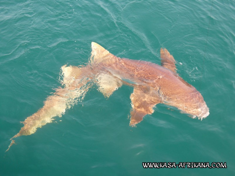 Photos Bijagos Island, Guinea Bissau : Fishes in the archipelago - Tawny nurse shark