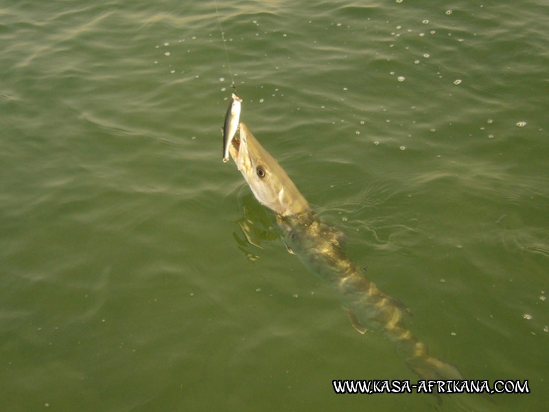 Photos Bijagos Island, Guinea Bissau : Fishes in the archipelago - Barracuda