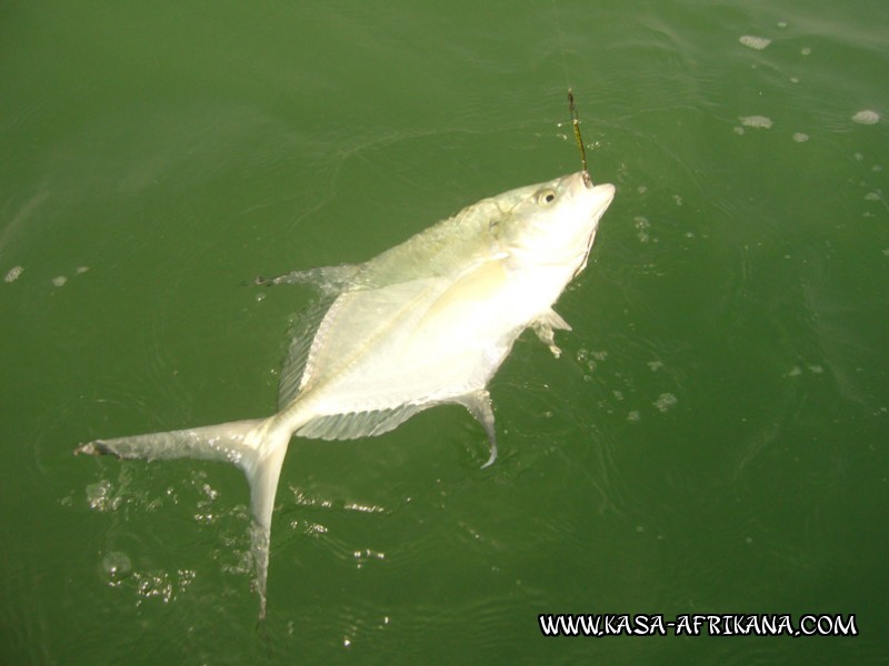 Photos Bijagos Island, Guinea Bissau : Fishes in the archipelago - Senegal jack