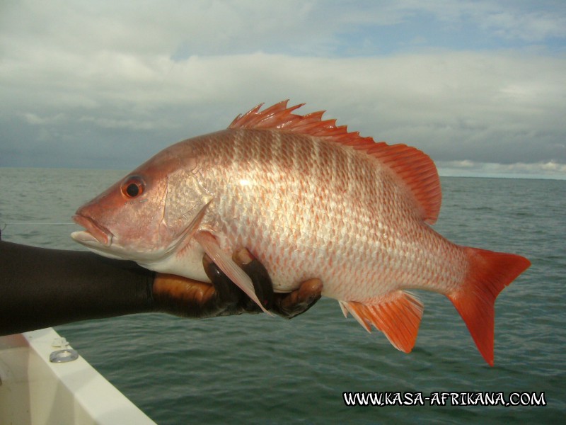 Photos Bijagos Island, Guinea Bissau : Fishes in the archipelago - Rocks carp