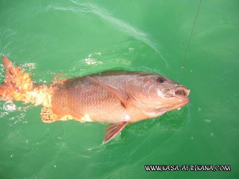 Photos Bijagos Island, Guinea Bissau : Fishes in the archipelago - African red snapper