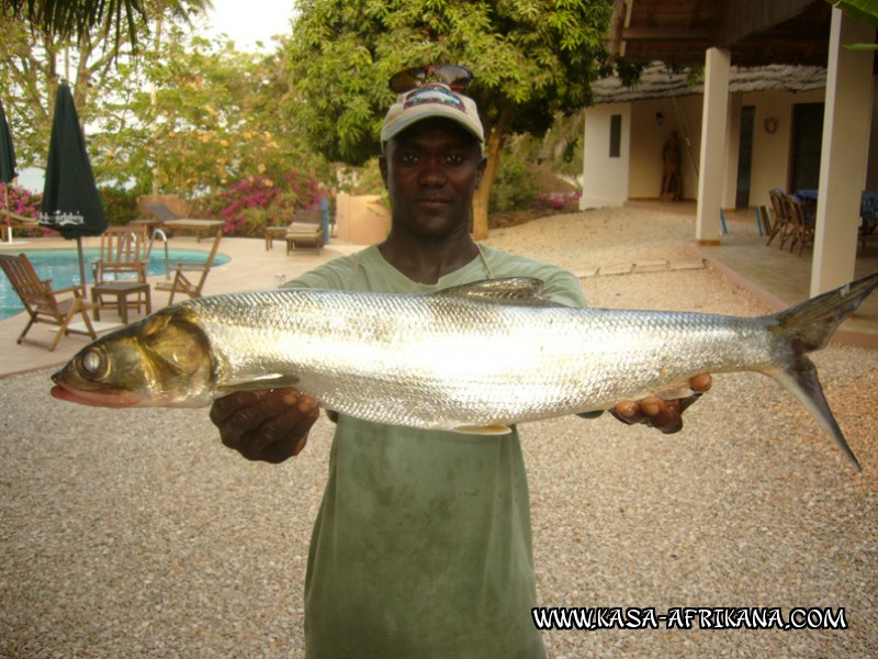 Photos Bijagos Island, Guinea Bissau : Fishes in the archipelago - West African ladyfish