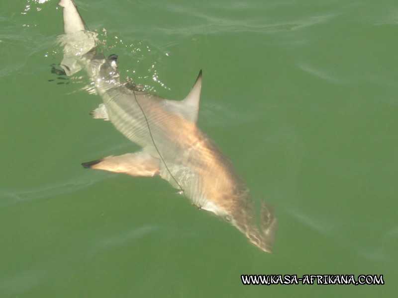Photos Bijagos Island, Guinea Bissau : Fishes in the archipelago - Rhizo shark