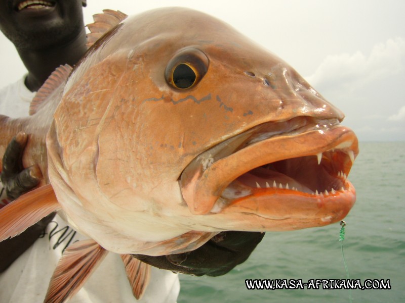 Photos Bijagos Island, Guinea Bissau : Our best catches - African red snapper