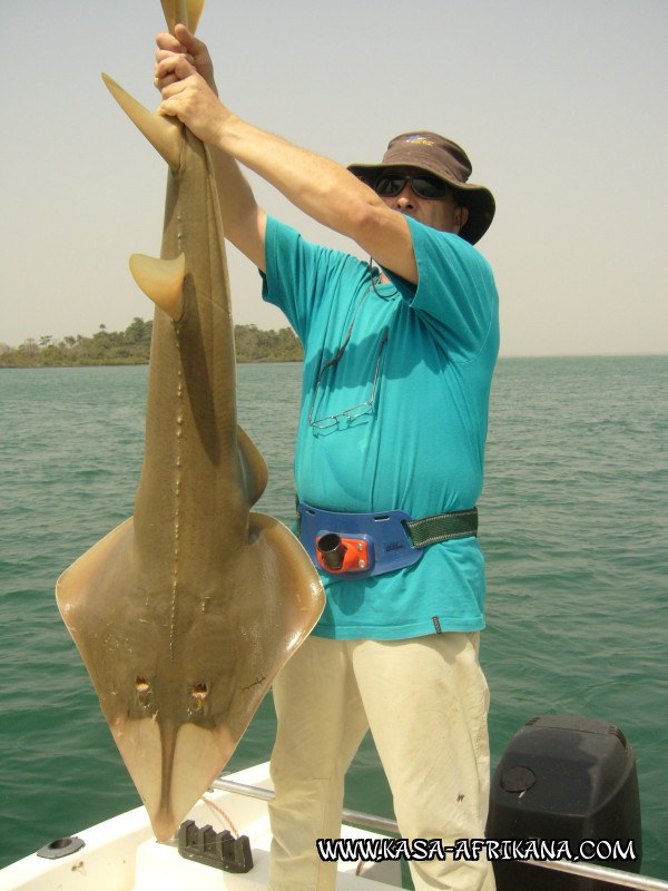 Photos Bijagos Island, Guinea Bissau : Our best catches - Guitarfish