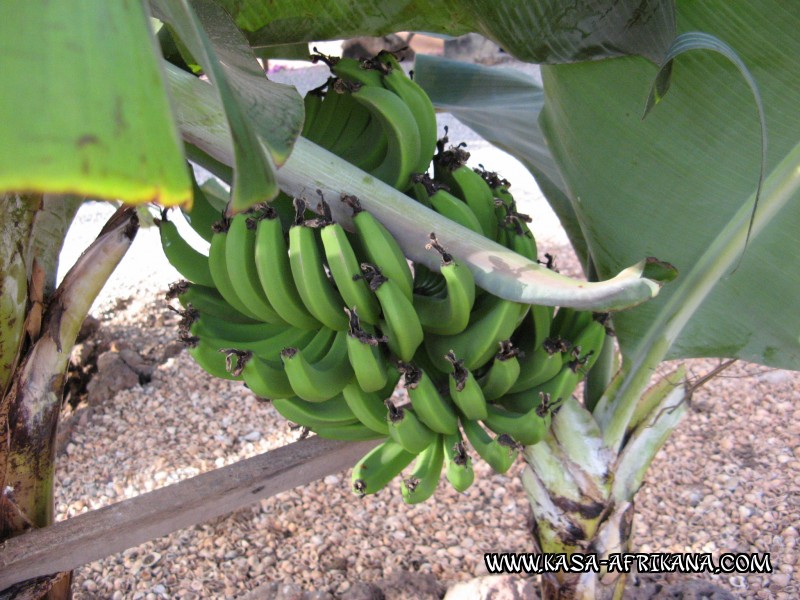 Photos Bijagos Island, Guinea Bissau : The hotel garden - Bananas from the garden