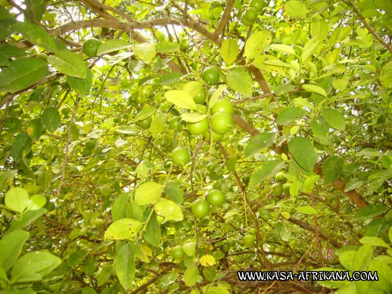 Photos de l'archipel Bijagos Guinée Bissau : Jardin de l'hotel - Citrons verts du jardin