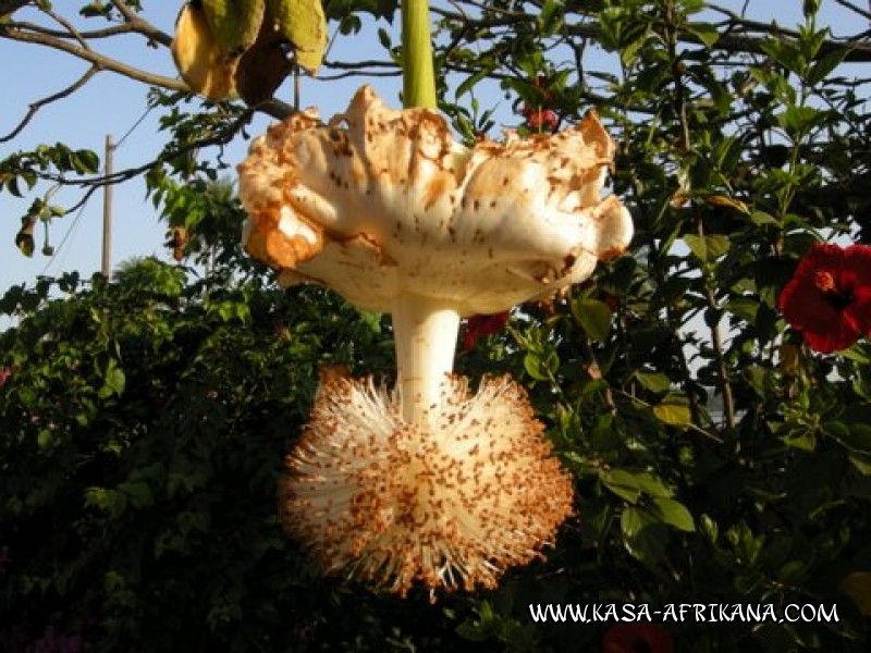 Photos Bijagos Island, Guinea Bissau : The hotel garden - Baobab flower