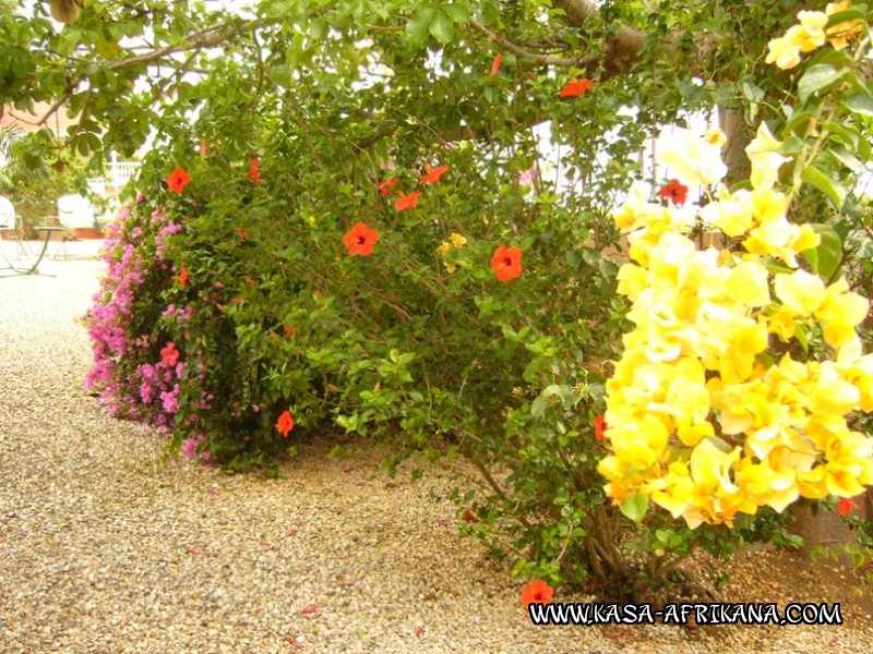 Photos Bijagos Island, Guinea Bissau : The hotel garden - Flower