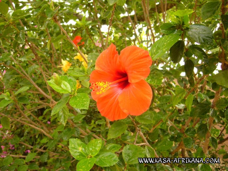 Photos de l'archipel Bijagos Guinée Bissau : Jardin de l'hotel - Hibiscus