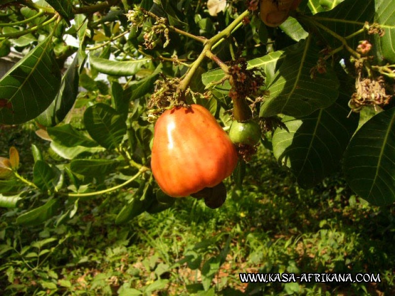 Photos de l'archipel Bijagos Guinée Bissau : Jardin de l'hotel - Pomme de cajou