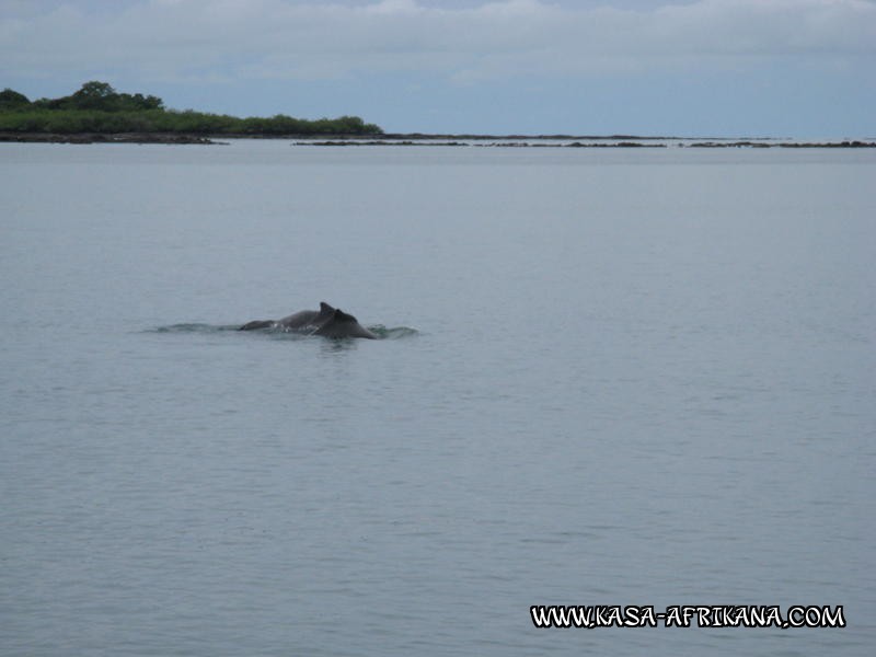 Photos Bijagos Island, Guinea Bissau : Local wildlife - Dolphins