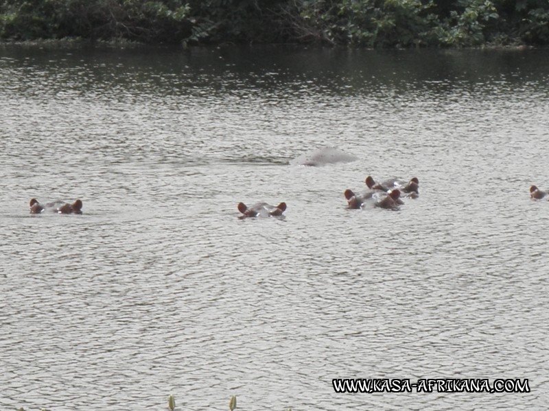 Photos de l'archipel Bijagos Guinée Bissau : Faune locale - hippos des bijagos